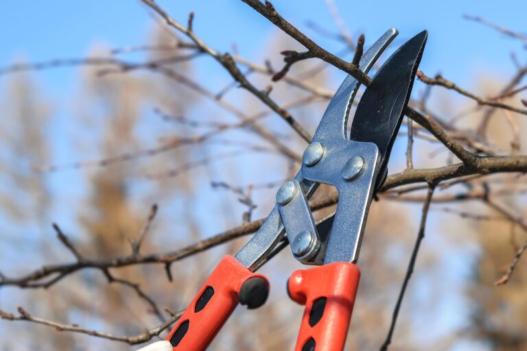 Entretien du jardin : que faire des branches après la taille ?
