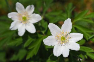 Quelles sont les plantes qui permettent d’avoir un intérieur sain ?