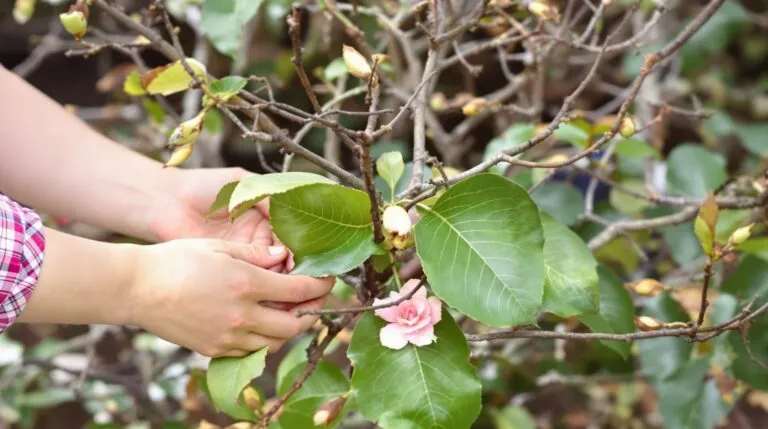 mon camélia perd ses feuilles et ses boutons