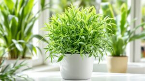 asparagus densiflorus sprengeri