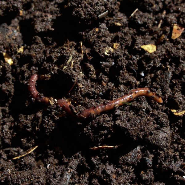 Le_Compost_qu_est_ce_que_c_est_?