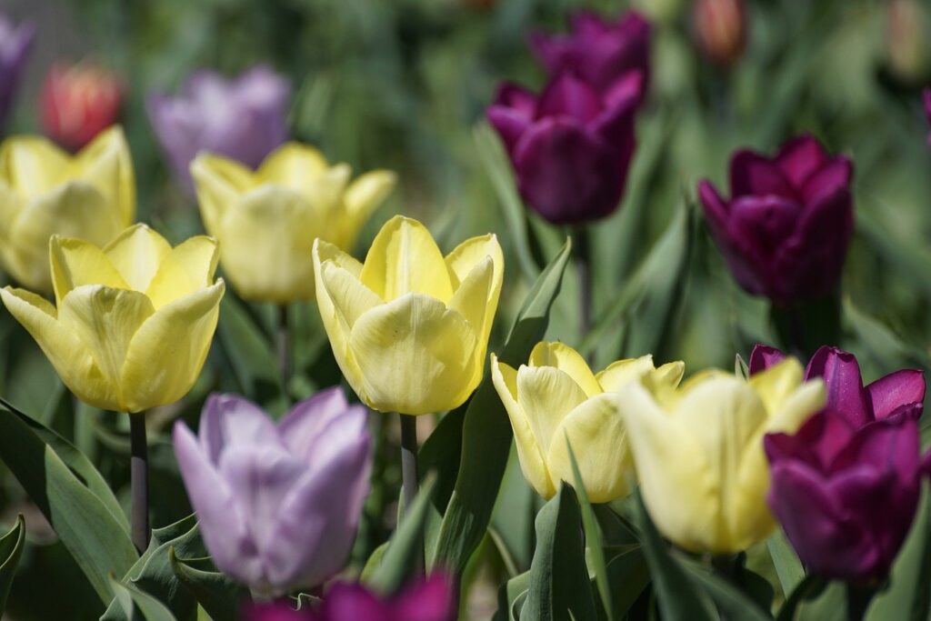 Les plantes résistantes à tout : sélection pour jardins durables sans entretien