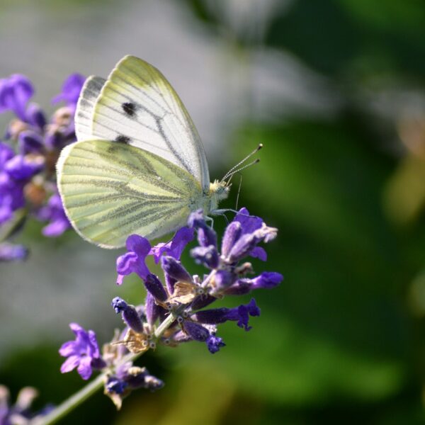 lavande_papillon_:_comment_l_entretenir_?