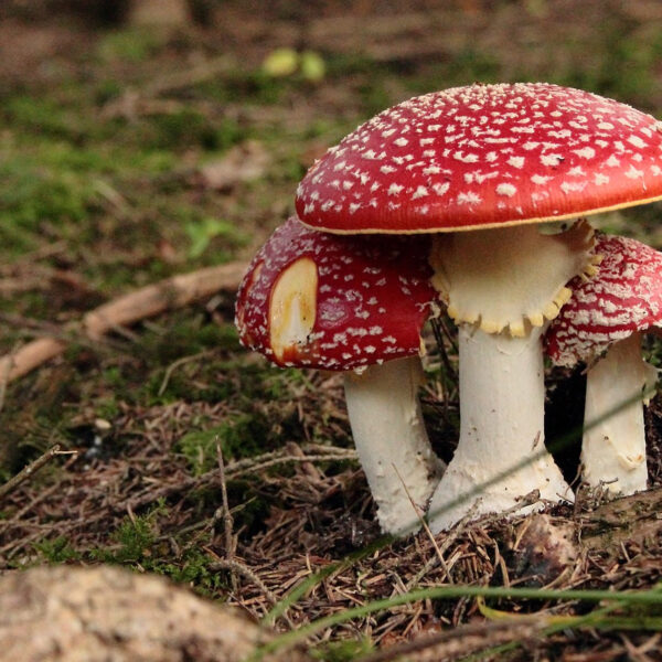 Amanite_panthère_:_tout_ce_qu_il_faut_savoir