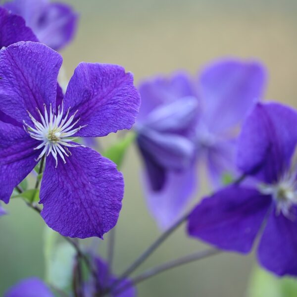 Comment_planter_et_entretenir_:_la_clématite_?