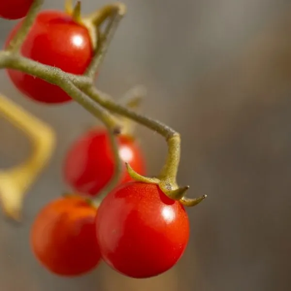 Comment_taille_les_tomates_:_voici_nos_conseils