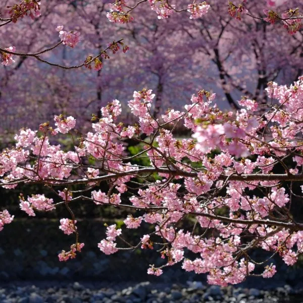 Conseils_pour_choisir_un_arbre_à_fleurs_roses