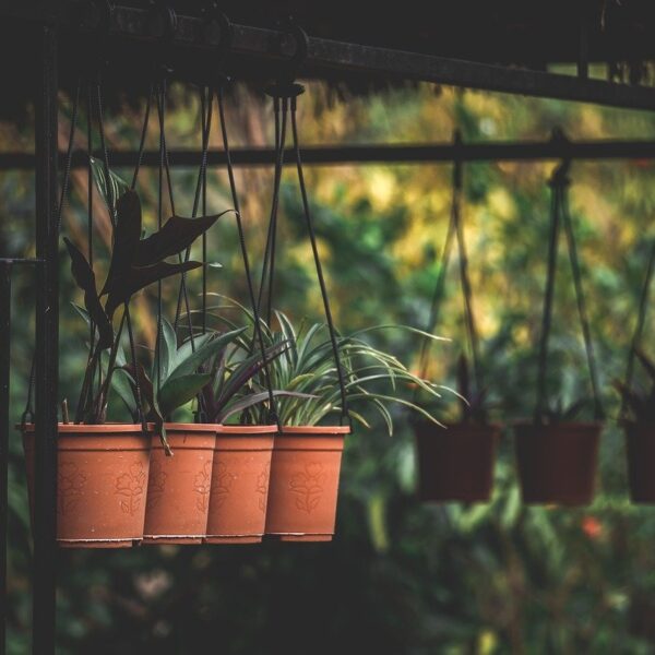 Plante_exterieur_resistant_au_gel_et_au_soleil