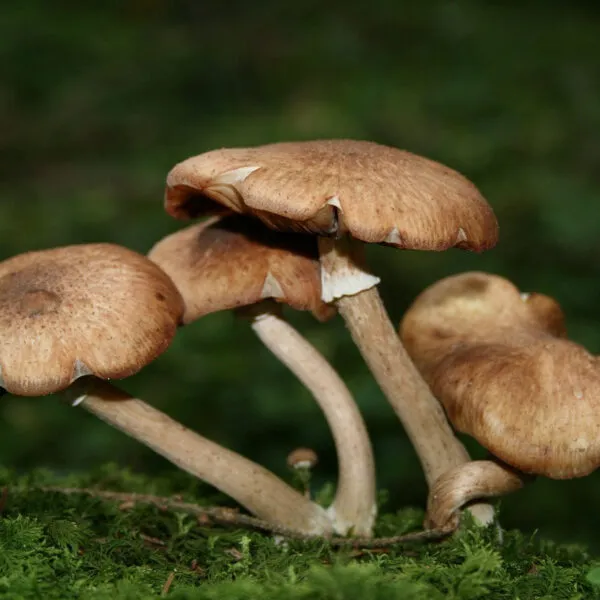 Armillaria_Mellea_:_tout_ce_que_vous_devez_savoir