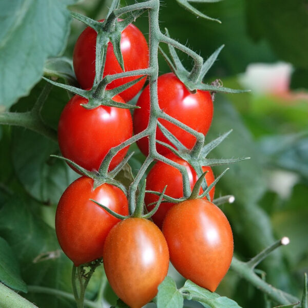 Comment_planter_des_tomates_:_voici_comment_faire
