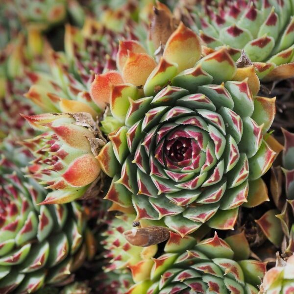 Succulentes_:_ces_joyaux_durables_de_votre_jardin