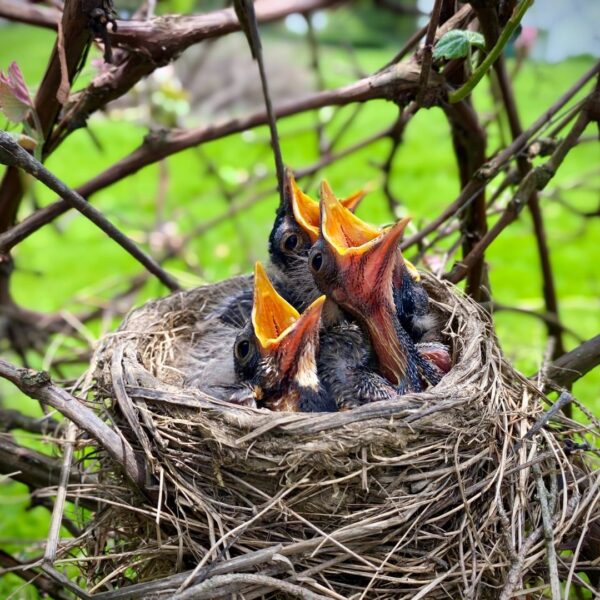 Conseils_pour_savoir_comment_nourrir_un_oisillon