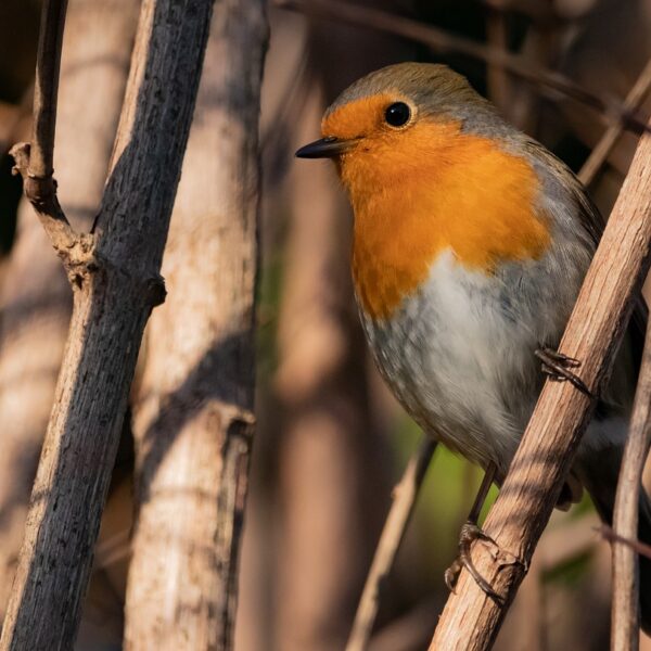 Nichoir_rouge_gorge_:_tout_ce_que_vous_devez_savoir