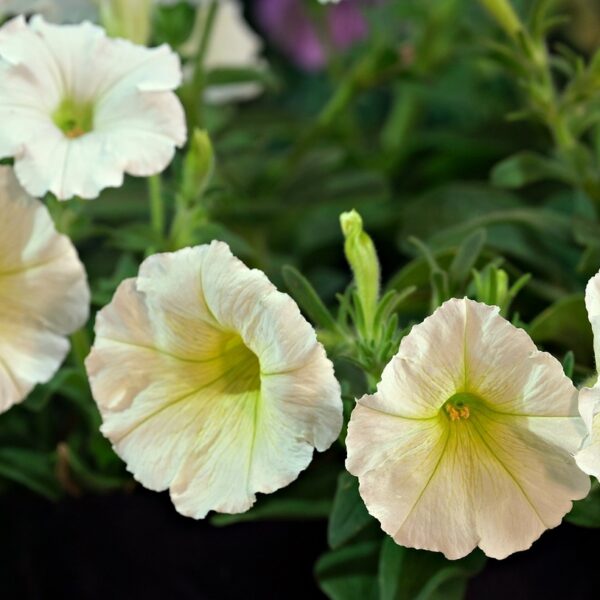 Plante_ZZ_:_le_guide_complet_pour_un_jardin_verdoyant_