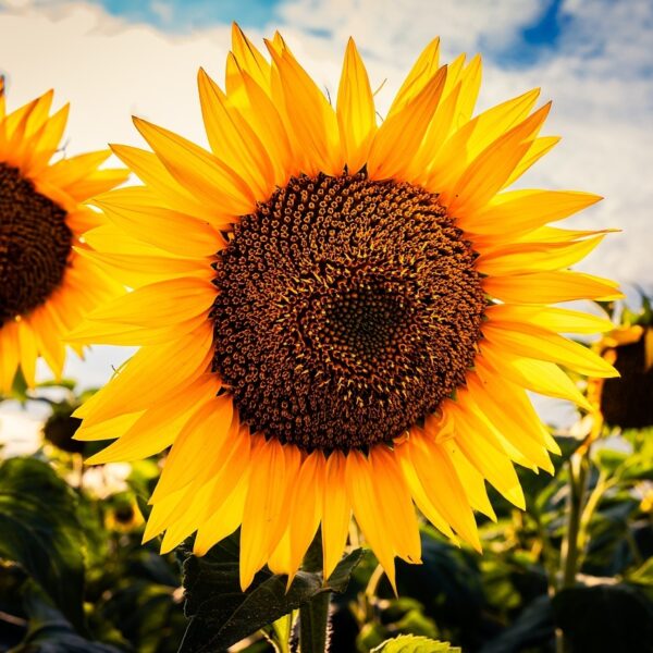 On_vous_explique_tout_:_comment_se_recolte_le_tournesol_?