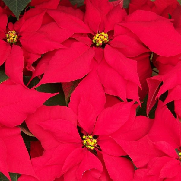 Comment_faire_rougir_un_poinsettia_:_voici_comment_faire