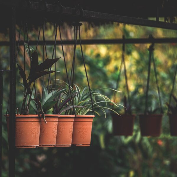 Le_guide_du_jardinier_pour_redonner_vie_à_votre_tabac_sec