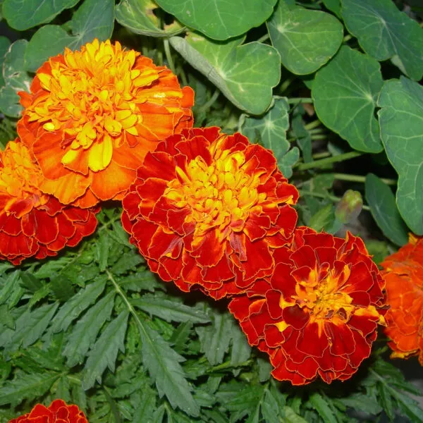 Oeillet_d_Inde_:_ce_que_vous_devez_savoir_sur_cette_plante