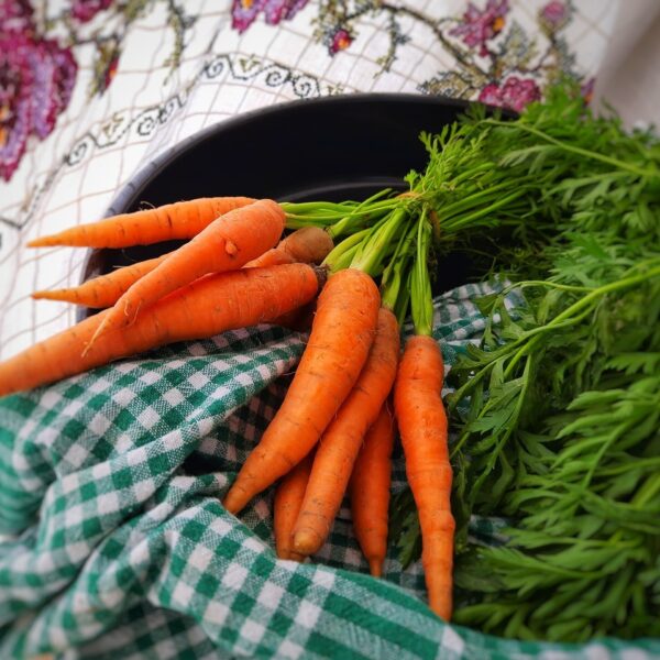 Comment_aménager_son_jardin_pour_atteindre_l’autosuffisance_?