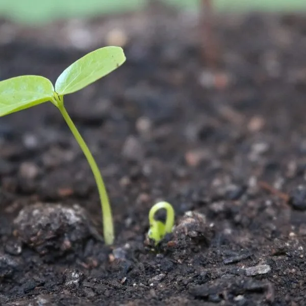 Hoya_kerrii_:_tout_ce_que_vous_devez_savoir_sur_cette_plante