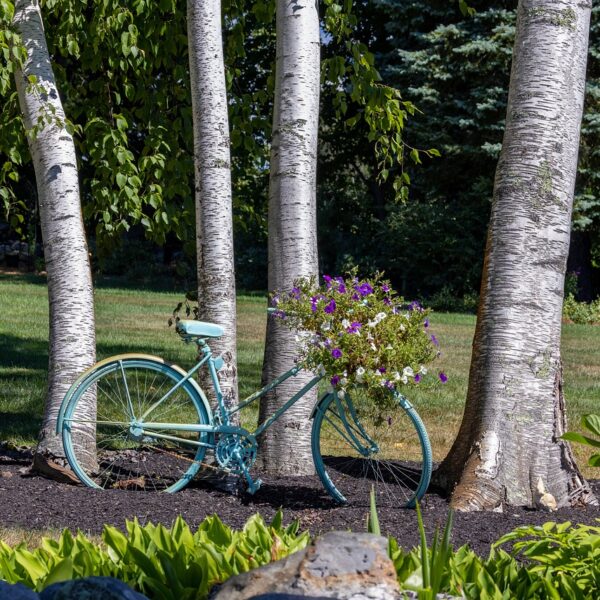 Le_Beaucarnea_Recurvata_:_le_roi_incontesté_de_votre_jardin