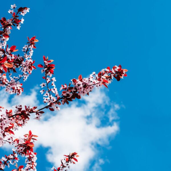 Tailler_un_cerisier_trop_haut:_tout_ce_que_vous_devez_savoir
