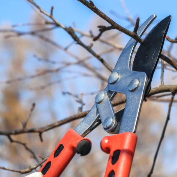 Entretien du jardin : que faire des branches après la taille ?