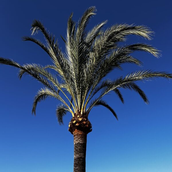 Passion_palmier_:_guide_pour_faire_germer_vos_graines_de_palmier