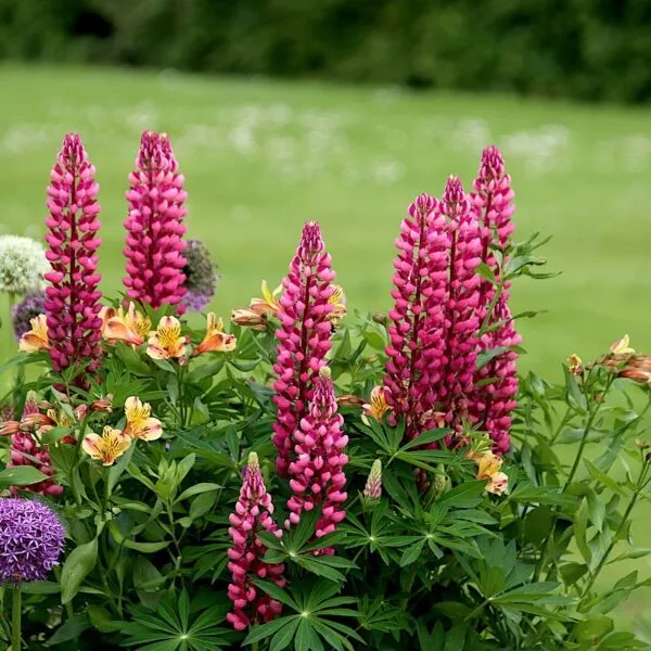 Connaître_les_plantes_indispensables_pour_une_plate_bande_variée