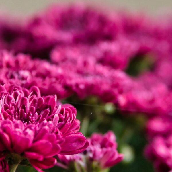 Le_top_5_des_plantes_plein_soleil_qui_nécessitent_peu_d_arrosage