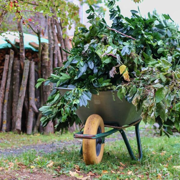 Élagage_d’arbre_:_les_bonnes_raisons_de_solliciter_un_professionnel