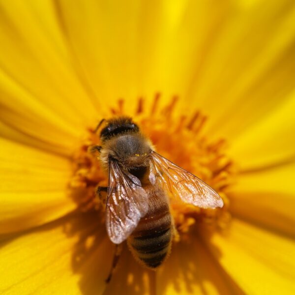 Quelles_plantes_mellifères_pour_nourrir_vos_abeilles_toute_l’année_?