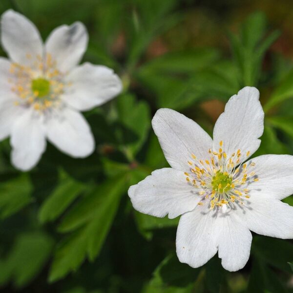 Quelles sont les plantes qui permettent d’avoir un intérieur sain ?