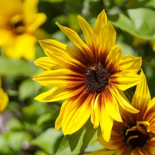 Le_secret_d_un_jardin_parfait_:_comment_empêcher_vos_poules_de_voler_?