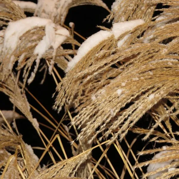Le_Miscanthus_Sinensis:_une_graminée_décorative_pour_votre_espace_vert