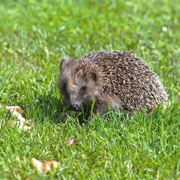 Nourrir_les_hérissons_de_votre_jardin_:_que_doivent_ils_vraiment_manger_?