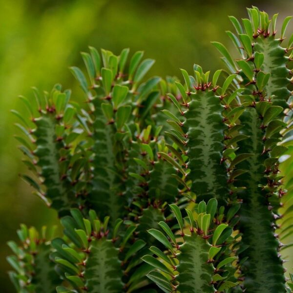 Mains_vertes_à_l_oeuvre_:_faire_germer_un_gland_de_chêne_dans_votre_jardin