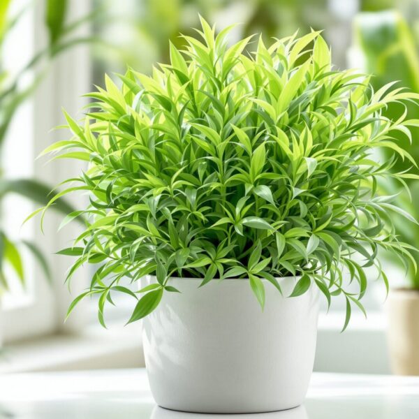 asparagus densiflorus sprengeri