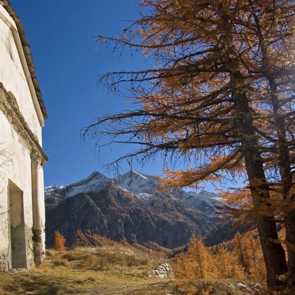 Estimer_le_prix_de_l_élagage_d_un_arbre_:_Conseils_et_astuces_pour_votre_jardin