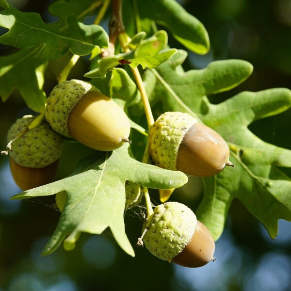 Les_étapes_clés_pour_cultiver_votre_chêne_à_partir_d_un_gland_:_guide_jardinage
