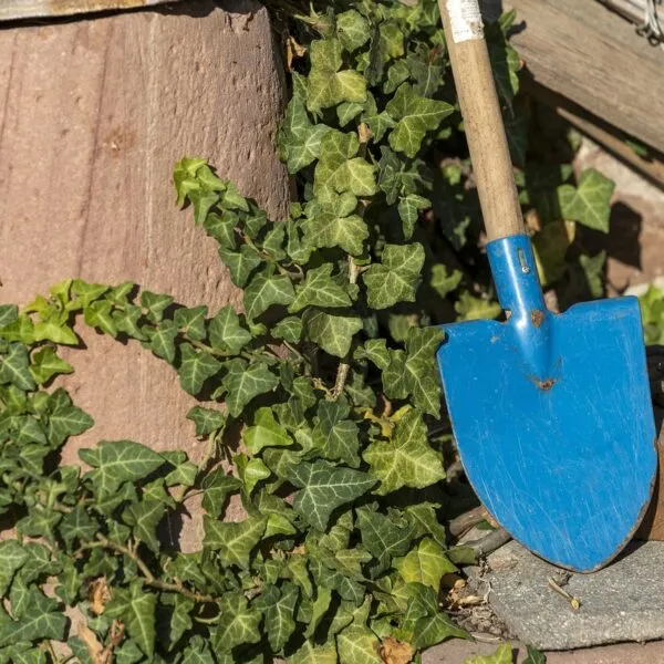 Découvrez_comment_transformer_votre_jardin_en_paradis_avec_la_location_d_outils