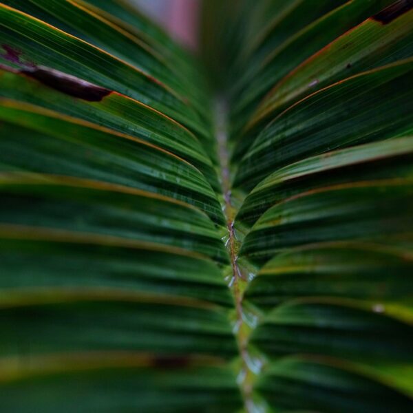 Faire_pousser_des_graines_de_palmier_:_conseils_pratiques_pour_un_jardin_tropical