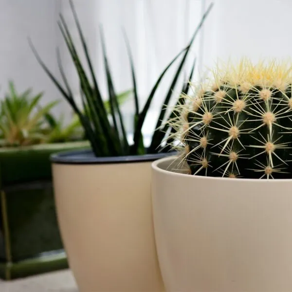 3_astuces_pour_éviter_l’infestation_de_vos_pots_de_fleurs_par_les_gros_vers_blancs