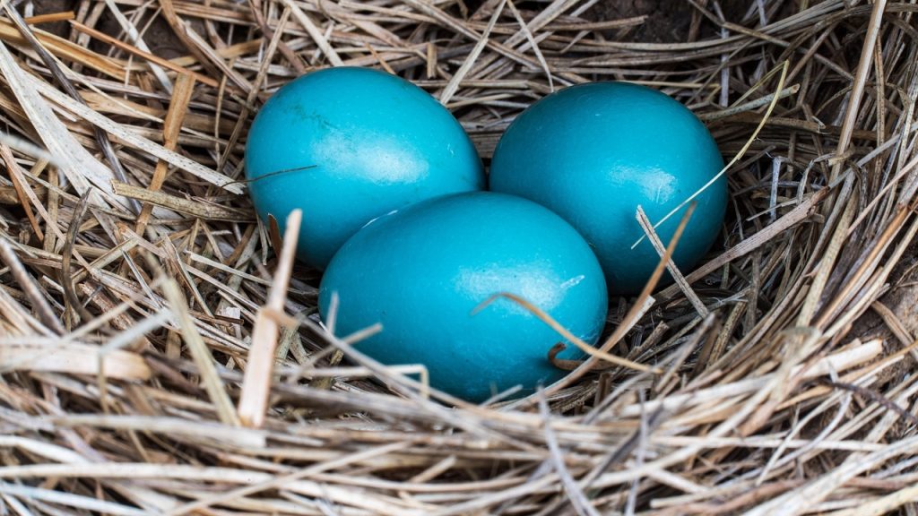 Découvrez les particularités de la race de poule œuf bleu