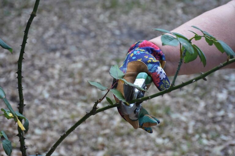 Crottes de fouine dans le jardin un signe de danger pour votre...