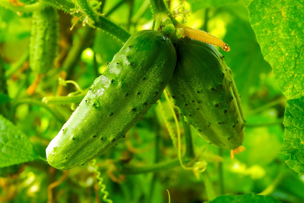 Cultivez votre jardin : comment récupérer les graines de concombre...