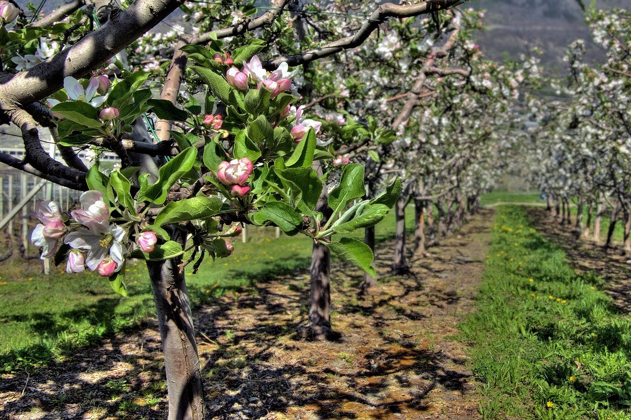 Papillon nuisible au verger, comment protéger vos arbres fruitiers — free download