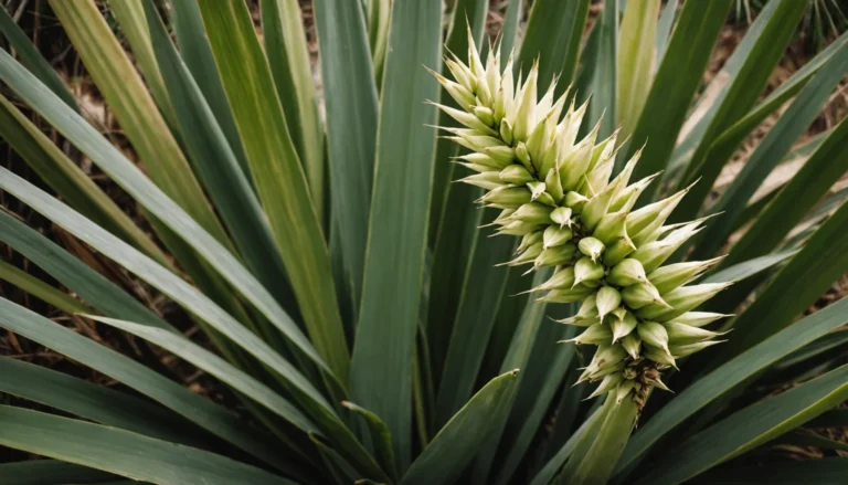 photo de yucca malade