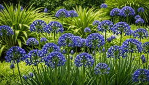 agapanthe