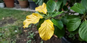 arbousier feuilles jaunes